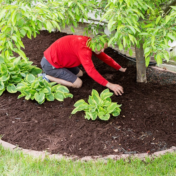 the mulch installation process usually takes a few hours, depending on the size of the area being covered